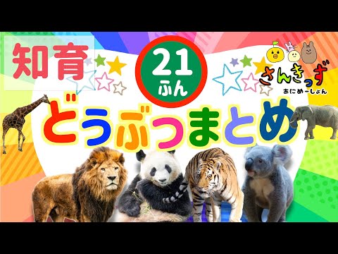 【子供向け 動物 知育アニメ】動物園のどうぶつたちの知育動画まとめ★【21分連続再生】ライオン パンダ トラ コアラ 人気の動物が大集合！ 赤ちゃん 幼児が喜ぶアニメ