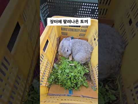 토끼가 아직도 나옵니다