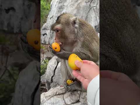 Monkey Brother said he couldn't win at all, and monkey became a sperm