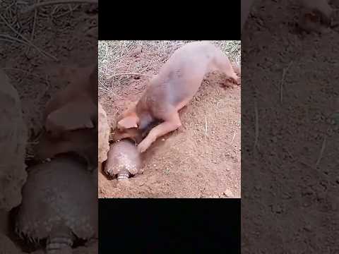 Hai chú chó săn dũng mãnh cũng bó tay trước sinh vật bí ẩn! Rốt cuộc đó là thứ gì