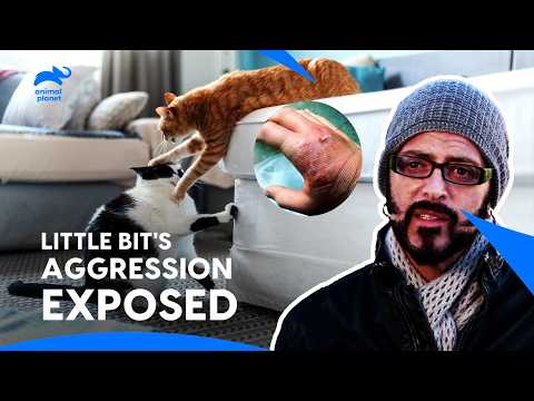 Cats Home or Battleground: Can Jackson Tame the Aggressive Cats? My Cat From Hell | Animal Planet