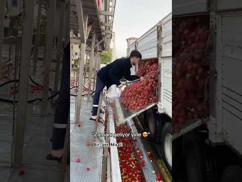 Domates sezonu açılmıştır