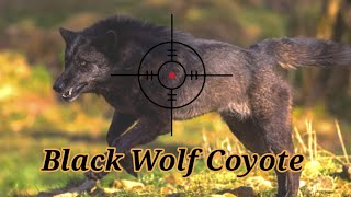 Forty Eight Black Wolf Coyote Down || Intelligence Tactics In Hunting