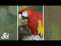 Bird Foot Preference and Behavior