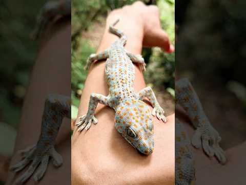 GECKO Hacks for Survival in the Forest!