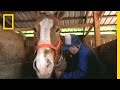 Logging with Horses: A Sustainable Tradition