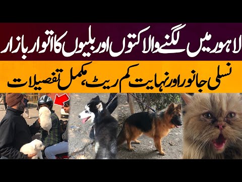 Sunday market for dogs and cats in Lahore | Express Digital