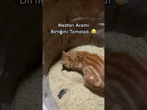 Mestan Cümle Alemi Utandırdı #cat