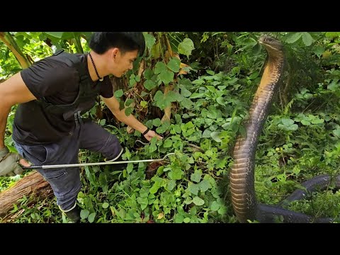 MAS MALAKI PANG KING COBRA ANG NAGPAHIRAP KILA COBRA PRINCE  SA PAG HANAP