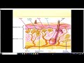 Thermal Receptors and Temperature Perception