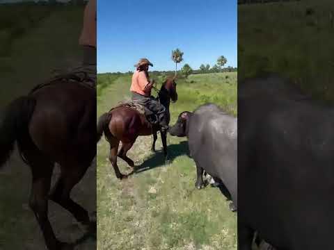 🐂🤠 #gauchomania #campoargentino #gauchoargentino #gauchaje #camperos matiass9422