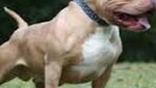 Raidcall Hakkında Bilgiler ve Videolar Canlı Yayını