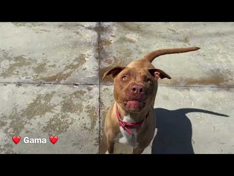 click to play the video