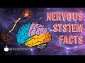 Exploring the Nervous System: Anatomy and Functions