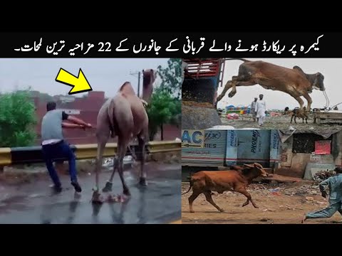 22 Eid Animals Funny Moments Caught On Camera | TOP X TV
