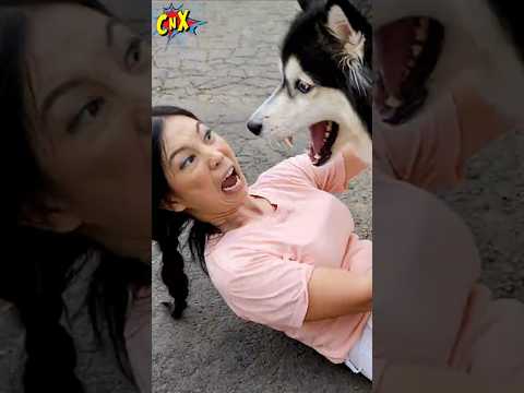 TAKUT DIKEJAR ANJING JUMBO PART 2 ! #dikejar #anjing #takut
