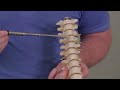 Vertebral Anatomy and Functions