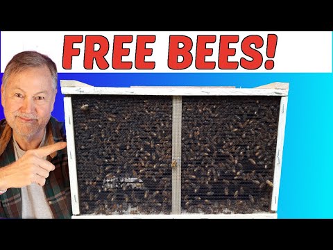 How You Can Save Money & Get Free Bees To Start Beekeeping