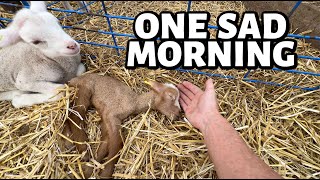 Our THREE POUND lamb fought the good fight... ~ Summer Lambing 2025