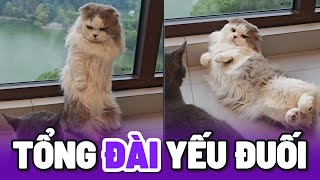 Khi loài Mèo cố tỏ ra Ngầu nhưng lại hóa thành Ngố 😂