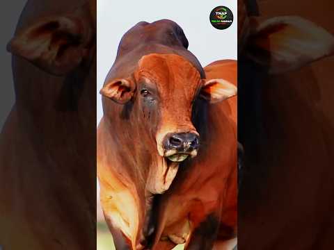 কোরবানির গরুর গান।। Qurbani song tolking tom ll cow song dance bd tom moja #गाय