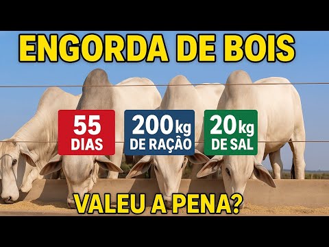 LUCRO OU PREJUÍZO? O RESULTADO DA ENGORDA DE BOIS EM 55 DIAS
