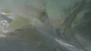 Boca Grande Florida - Underwater beach snook release!