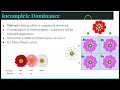 Understanding Incomplete Dominance
