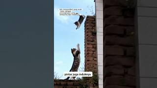 PENGORBANAN & KASIH SAYANG SANG INDUK🥺‼️#mrkantara #shorts #kucingpintar #kucing #pecintakucing #cat