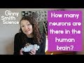 Glial Cells and Neuron Counting