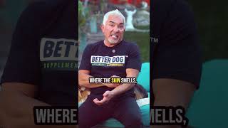 What does stress look like in a dog ?