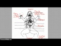Frog Anatomy and Physiology Concepts