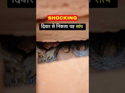 इतने सारे सांप देख कर पूरी कॉलोनी डर गयी🤯🐍part 1 #snake #snakerescue #cobra #साँप #naag #saap