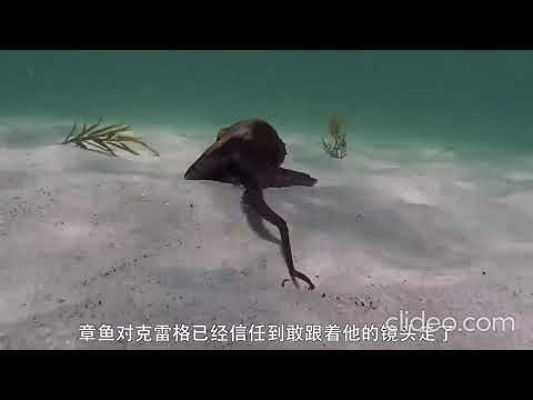 高分纪录片：我的章鱼老师” - YouTube