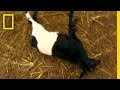 Understanding Fainting Goats