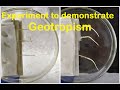 Geotropism and Plant Responses