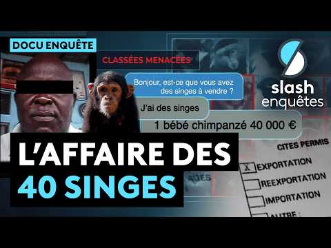 Singes, corruption et réseaux sociaux : le scandale d’un trafic mondial - Documentaire Complet