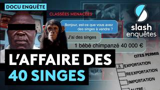 Singes, corruption et réseaux sociaux : le scandale d’un trafic mondial - Documentaire Complet