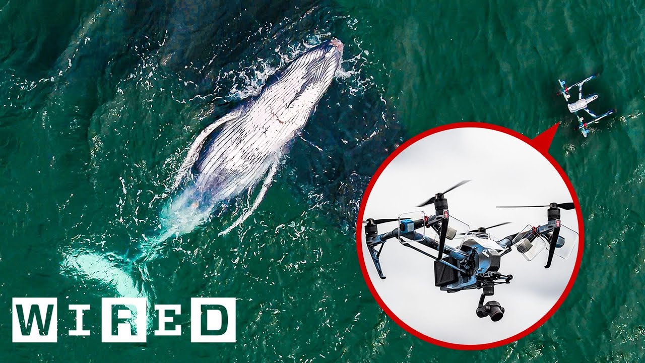 How Drones Catch Whale Snot for Biology Research