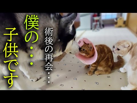 手術後初めてハスキー犬に再開して涙を流し喜ぶ子猫に胸が締め付けられました...