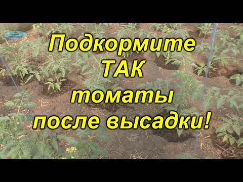 Важная подкормка томатов после высадки! (не пропустите!!!)