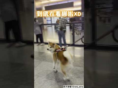 秋田犬接機等嘸人？姐呼喚笑翻：眼睛脫窗喔 #shorts