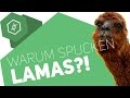 warum-spucken-lamas/