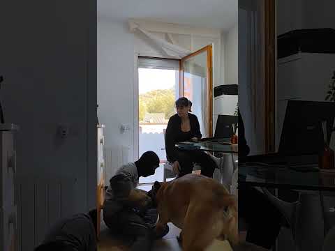 Mi perro me defiende! #dog #k9 #dogtraining #doglover #parati #viral #perros #perro #malinois #dogs