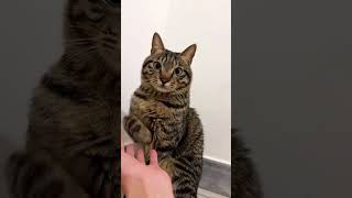 This cat knows something lol  #cat #funnyvideo  #catlovers
