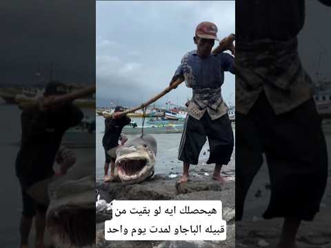 هيحصلك إيه لو بقيت من قبيلة الباجاو يوم واحد#معلومات #اكسبلور #animals #facts #wildlife