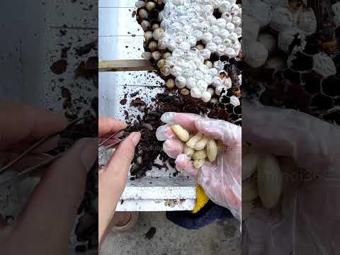 Mẹo rút ruột nhộng ong