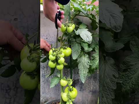How to Take Care of Rooftop Farming | Best Tomatoes plant #shortvideo #organicfarming
