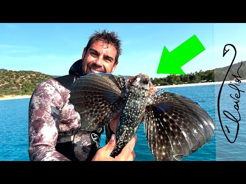 Il misterioso PESCE CIVETTA