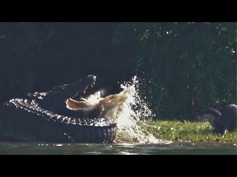 Fearless Otter Bites Massive Crocodile TWICE—and Gets Away With It!